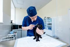 Инфекционный стационар для кошек