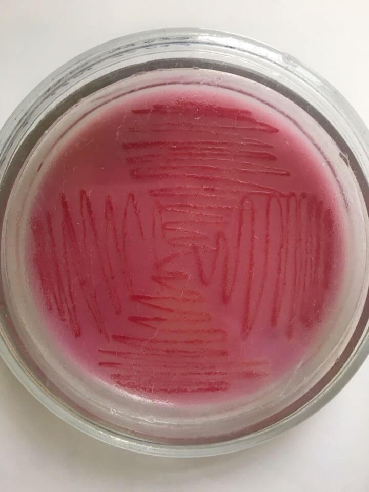 Бактерии рода Salmonella